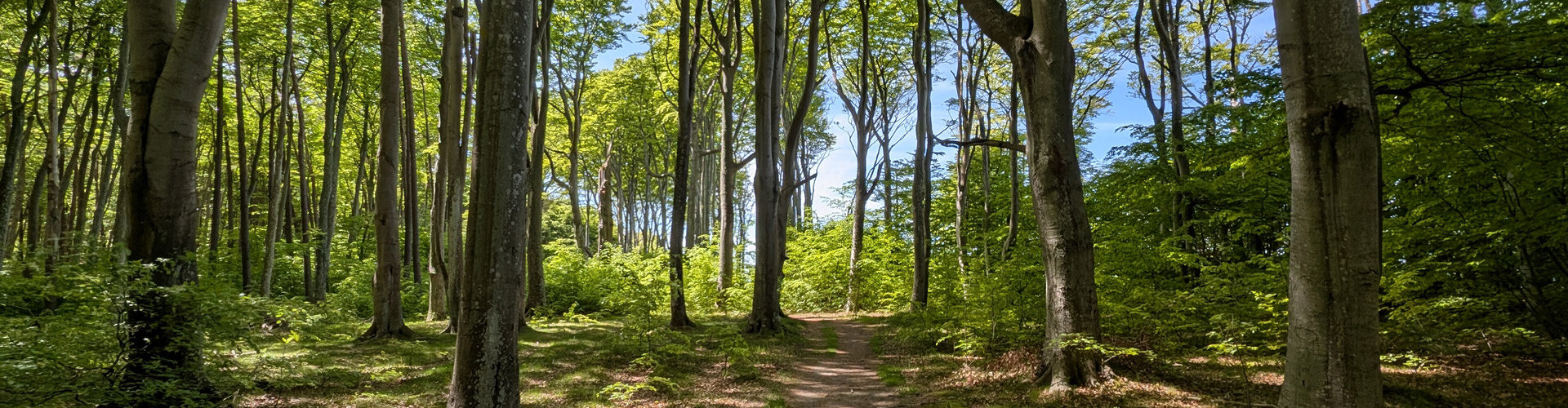 Spaziergänge im Wald